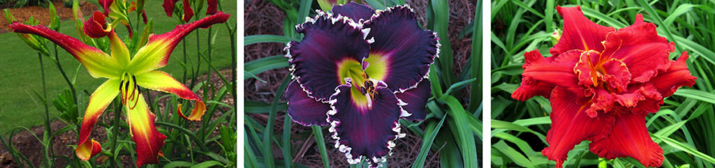 Three different varieties of colorful daylilies growing outdoors, each with unique petal shapes and vibrant colors.