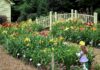 Mercer law alumnus lives a life in full bloom Rows of blooming flowers in a garden with plant labels, a small bridge, and a girl garden statue in the foreground.