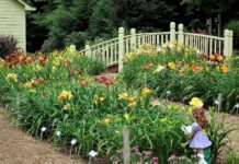Mercer law alumnus lives a life in full bloom Rows of blooming flowers in a garden with plant labels, a small bridge, and a girl garden statue in the foreground.