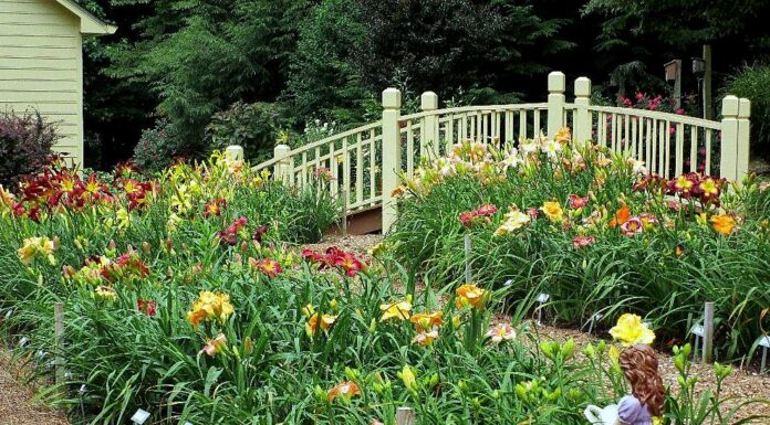 Mercer law alumnus lives a life in full bloom Rows of blooming flowers in a garden with plant labels, a small bridge, and a girl garden statue in the foreground.