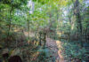It’s summertime — get outside | Dr. Greg DeLoach A wooden footbridge crosses a leafy path in a dense, sunlit forest surrounded by green trees and vegetation.