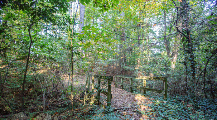 It’s summertime — get outside | Dr. Greg DeLoach A wooden footbridge crosses a leafy path in a dense, sunlit forest surrounded by green trees and vegetation.