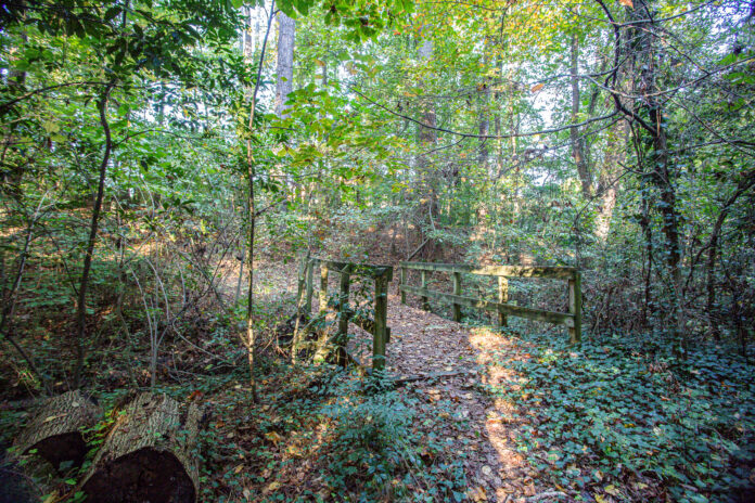 atlanta nature A wooden footbridge crosses a leafy path in a dense, sunlit forest surrounded by green trees and vegetation.