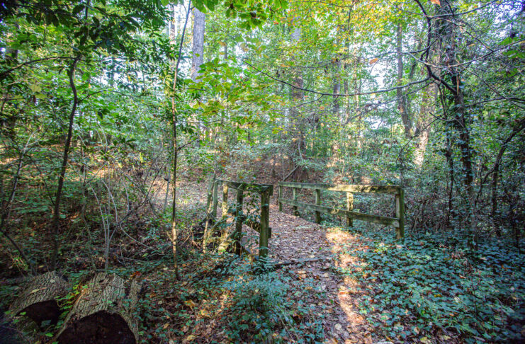 A wooden footbridge crosses a leafy path in a dense, sunlit forest surrounded by green trees and vegetation.