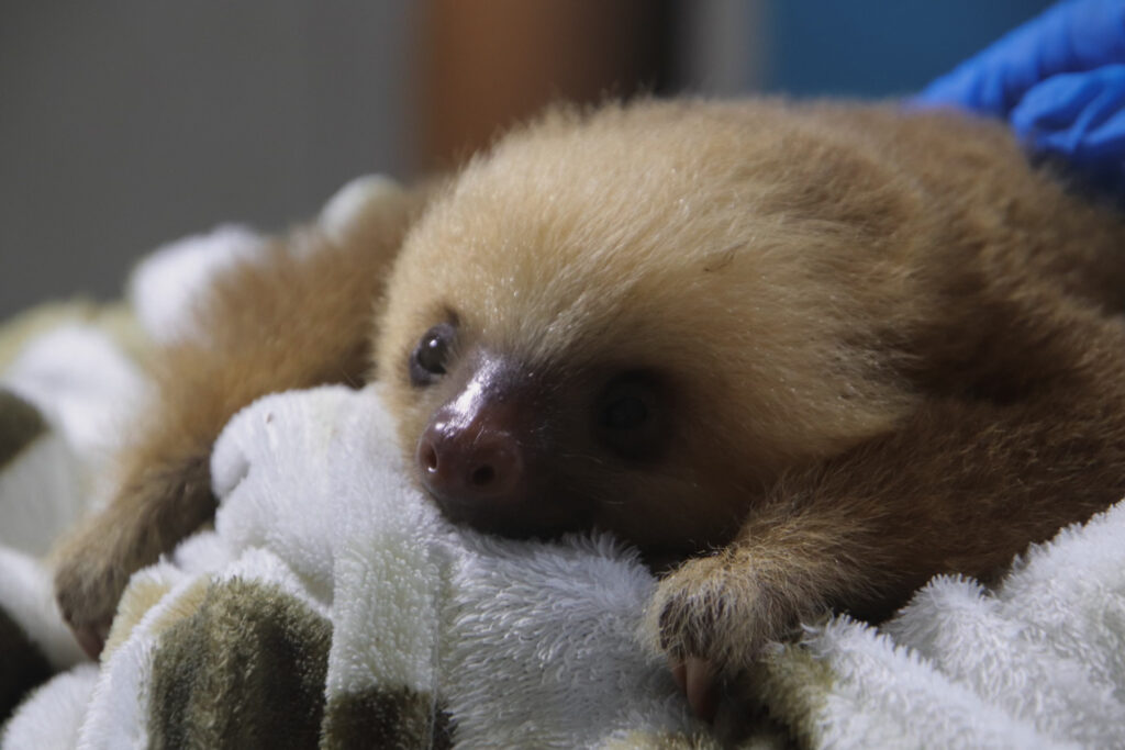 A baby sloth lies on a soft, patterned blanket, gazing forward with its head resting on the fabric.