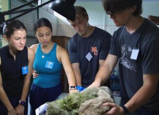 Mercer On Mission students provide wildlife enrichment in Costa Rica Four people examine a sloth lying on a table under a lamp.