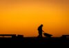 Professor developing tool to address heat stress Silhouette of a person pushing a wheelbarrow at sunset, with an orange sky in the background.
