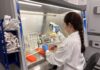 Summer projects introduce undergrads to research, Columbus campus Scientist in lab coat and gloves uses pipette at biosafety cabinet with various lab supplies and containers.