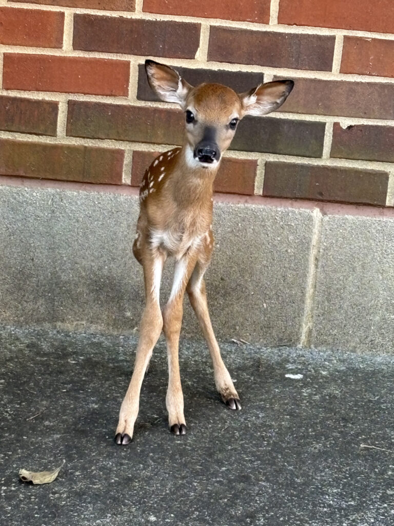 A young deer with white spots stands on pavement in front of a brick wall.