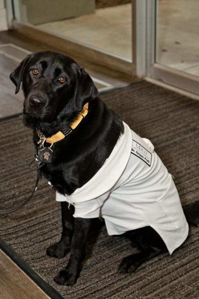 Black Labrador wearing a white coat and sitting on a rug near glass doors, looking at the camera.