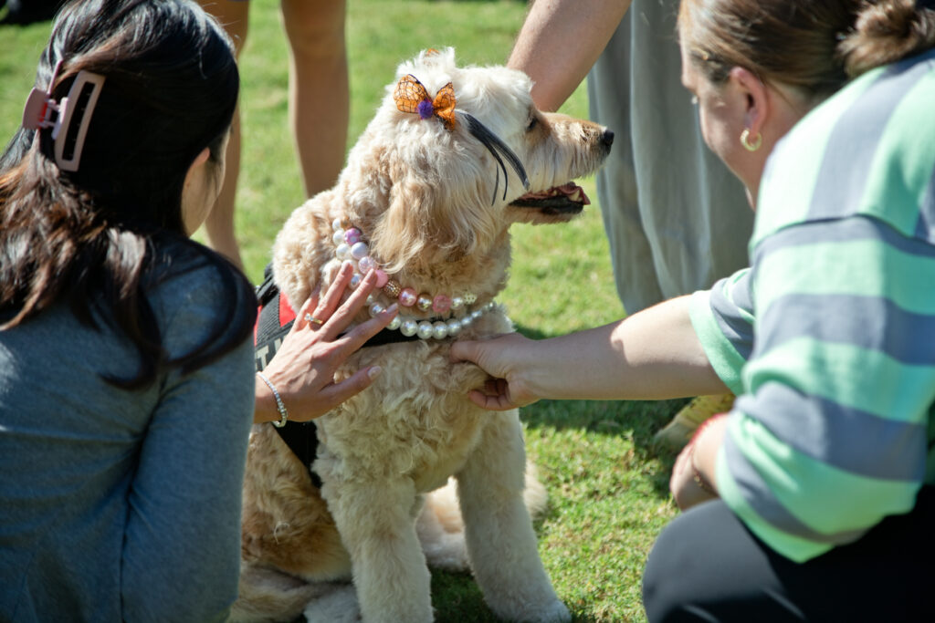 Two people petting a golden-colored dog wearing a pearl necklace and a butterfly hair clip.