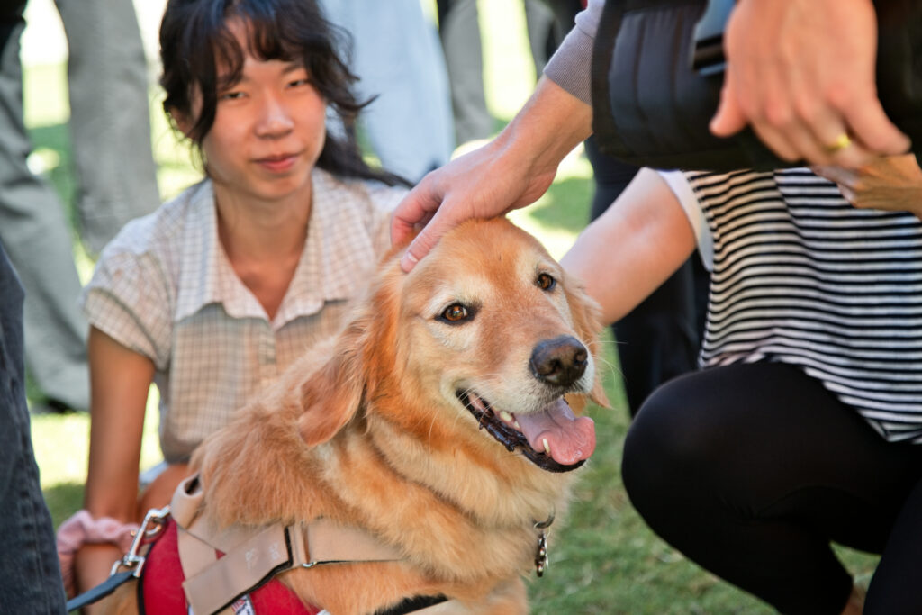 A golden retriever wearing a harness being petted by a person while a woman watches.
